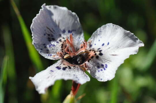 Image of Moraea atropunctata Goldblatt