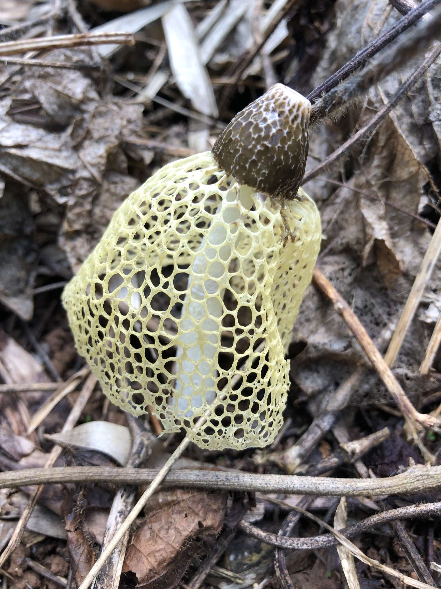 Image de Phallus lutescens