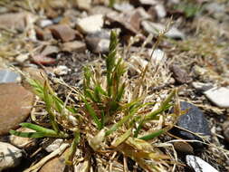 Image of early hair-grass