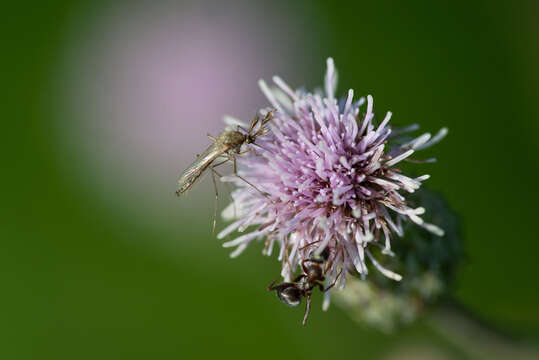 Aedes caspius (Pallas 1771)的圖片