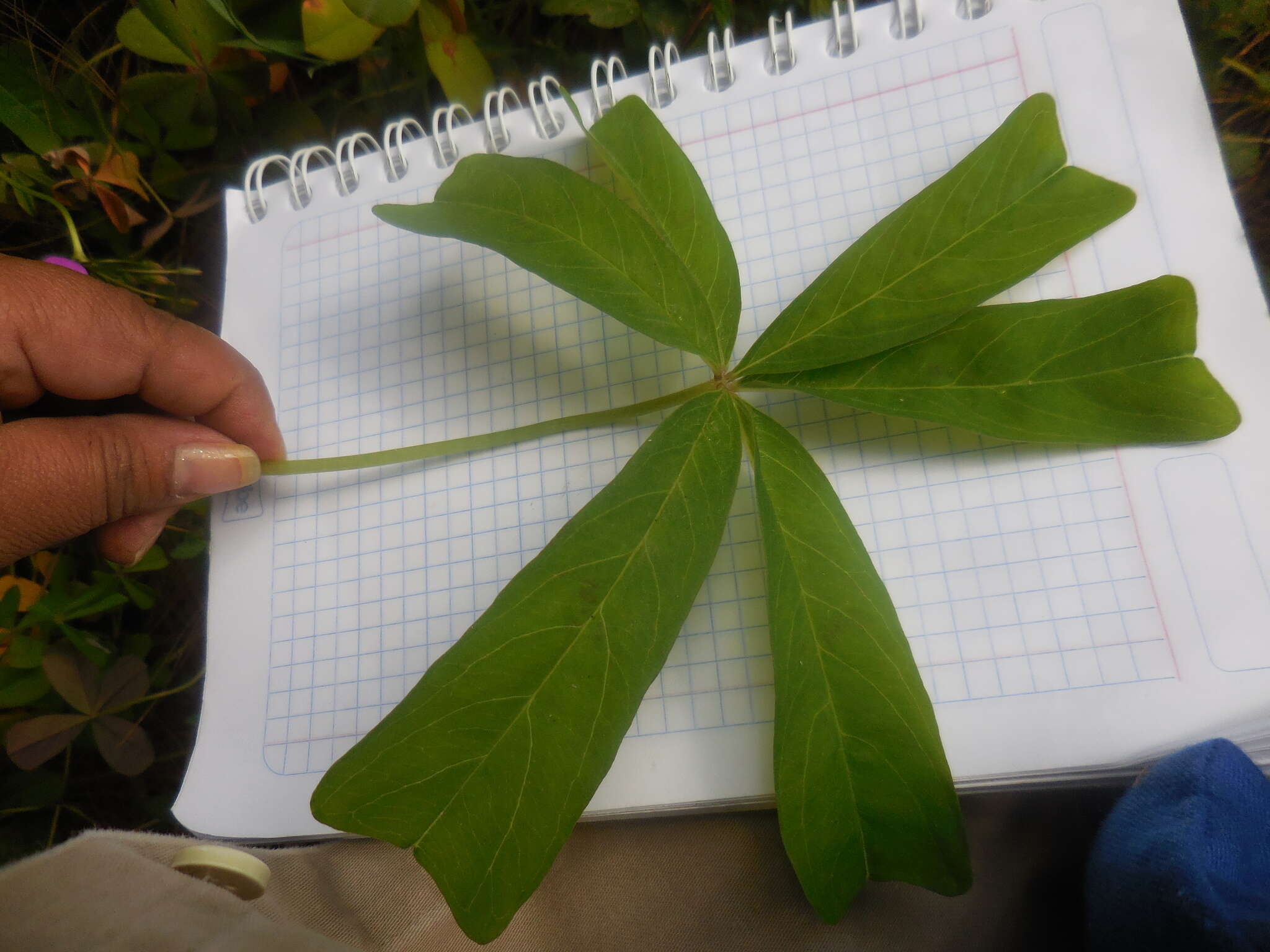 Image of Oxalis magnifica (Rose) Knuth