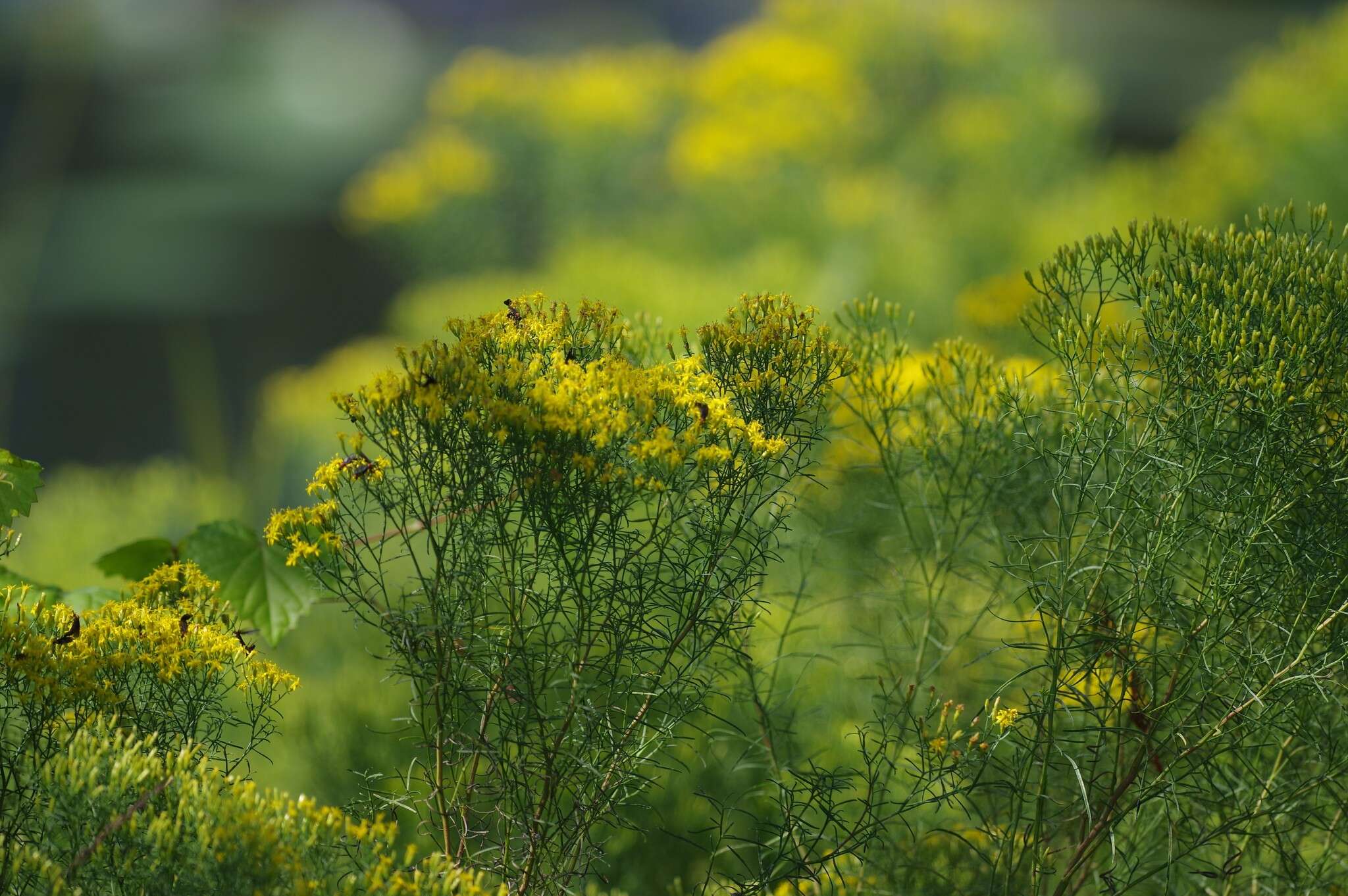 Image of Slender Goldentop