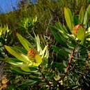 Image de Leucadendron gydoense I. Williams