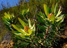 Image of Leucadendron gydoense I. Williams