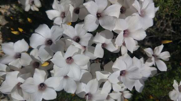 Image of White Flax