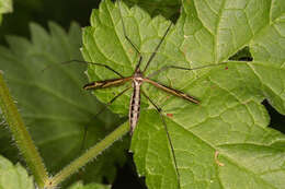 Image of Tipula (Acutipula) vittata Meigen 1804