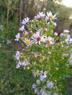 Image of Marsh American-Aster