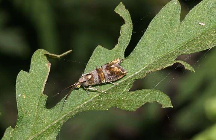 Image of Slosson's Metalmark Moth