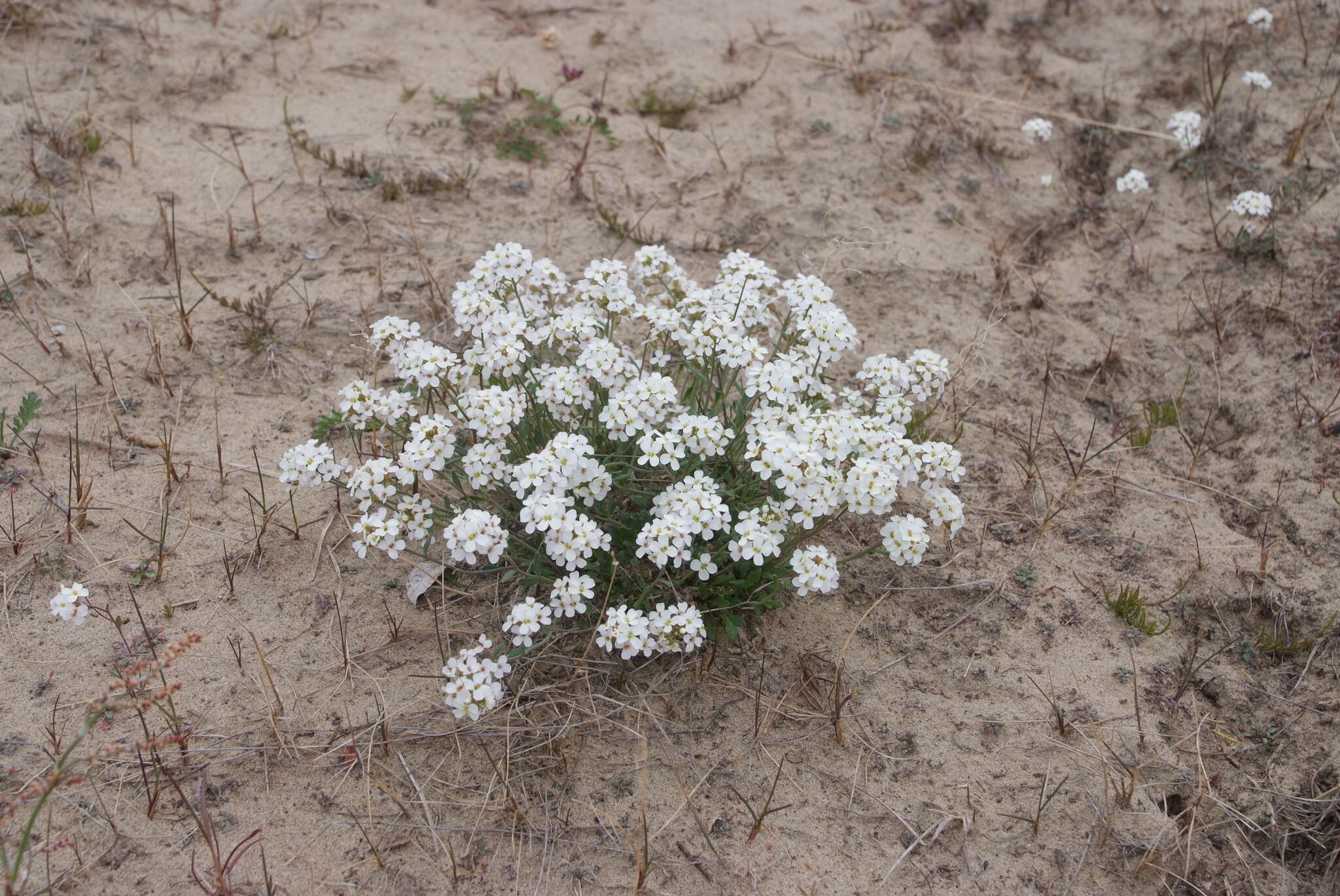 صورة Arabidopsis lyrata subsp. petraea (L.) O'Kane & Al-Shehbaz