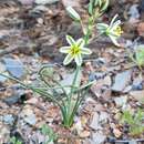 Image of Albuca semipedalis Baker