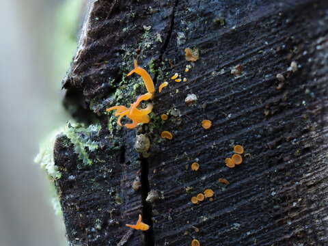 Image of Calocera (Fr.) Fr.