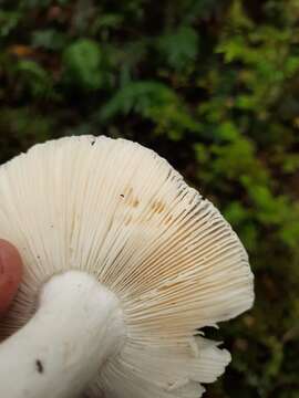 Image of Russula purpureotincta McNabb 1973