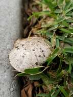 Imagem de Agaricus bitorquis (Quél.) Sacc. 1887