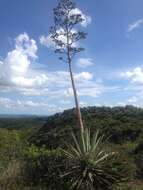 Image of Garden sisal