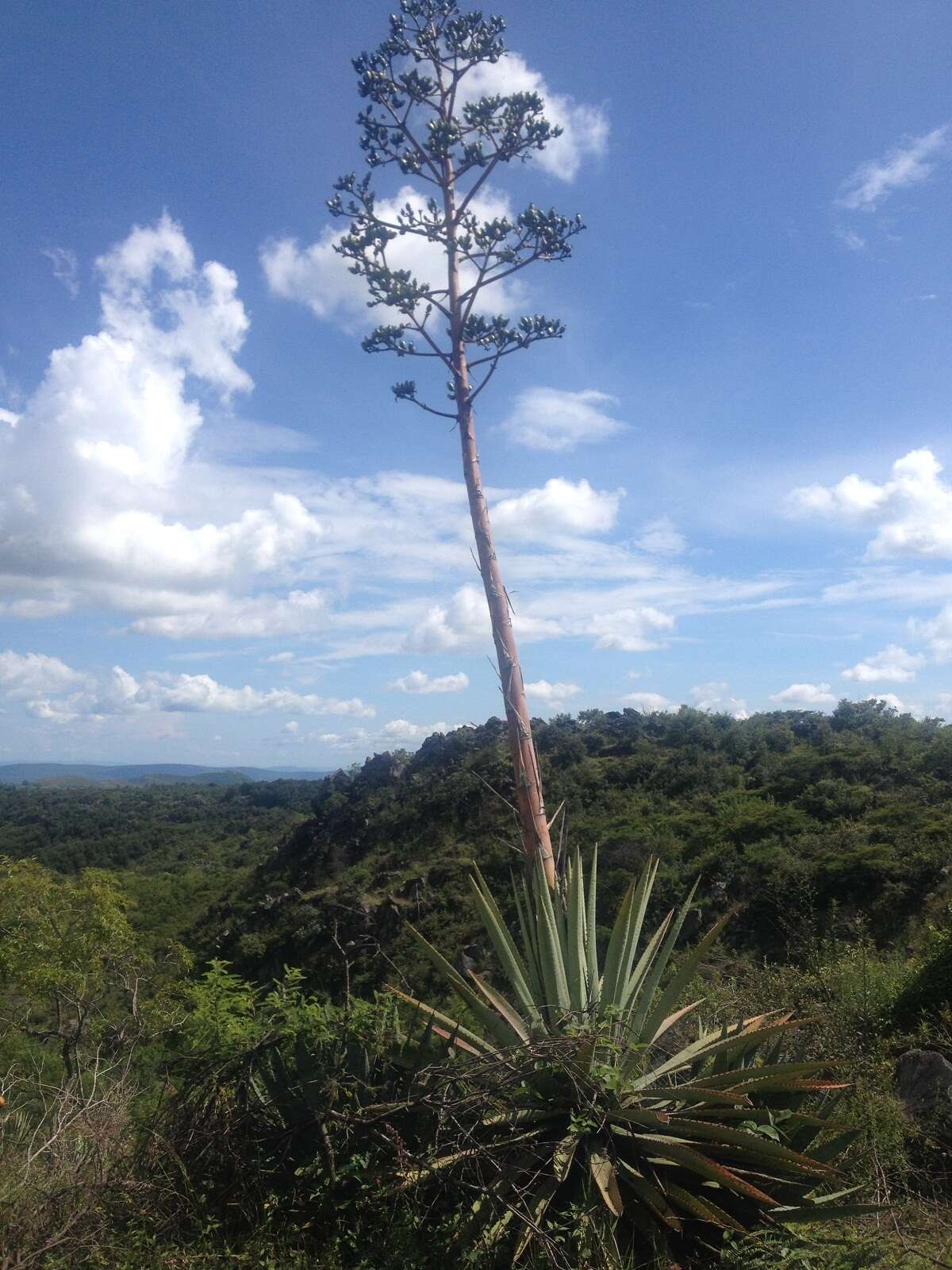 Слика од Agave vivipara L.