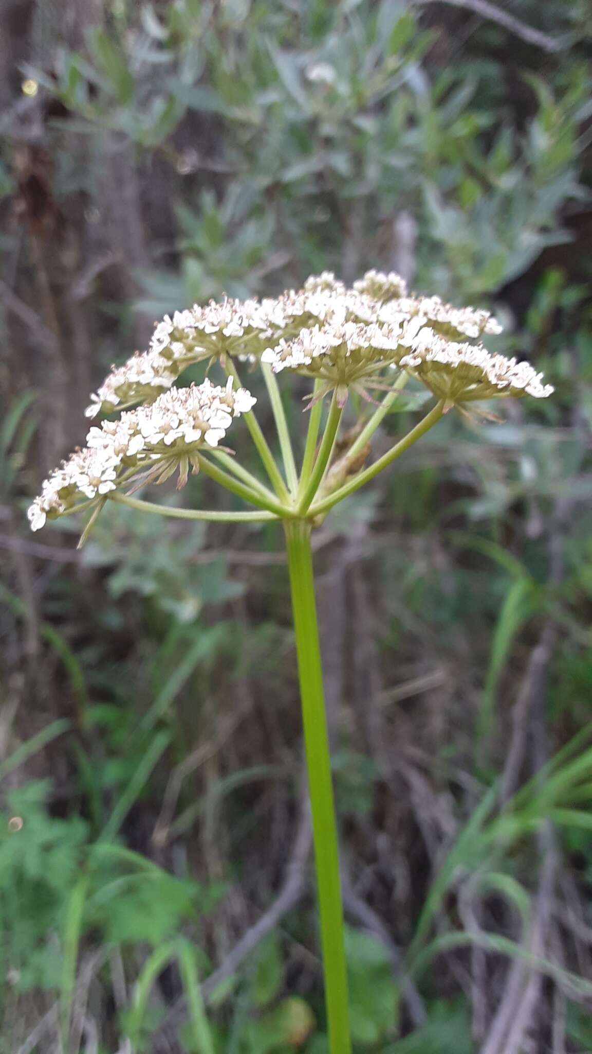 Image of Rocky Mountain hemlockparsley