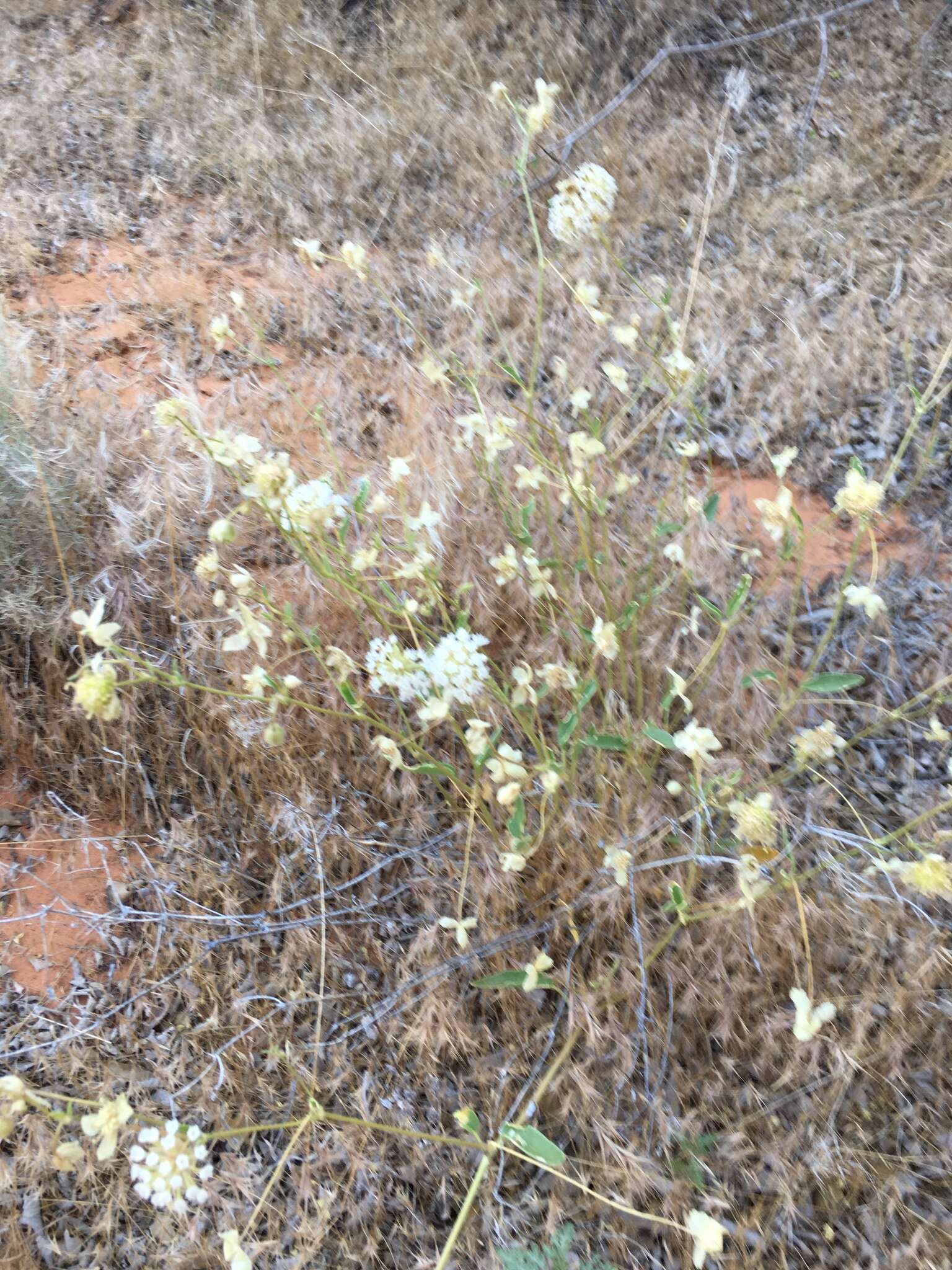 Image of fragrant white sand verbena