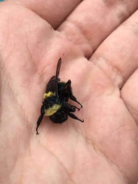 Image of Bombus medius Cresson 1864