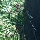 Image of Tillandsia yunckeri L. B. Sm.