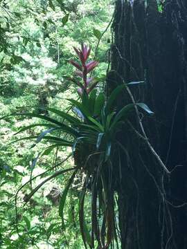 Image of Tillandsia yunckeri L. B. Sm.