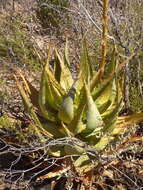 Plancia ëd Aloe glauca Mill.