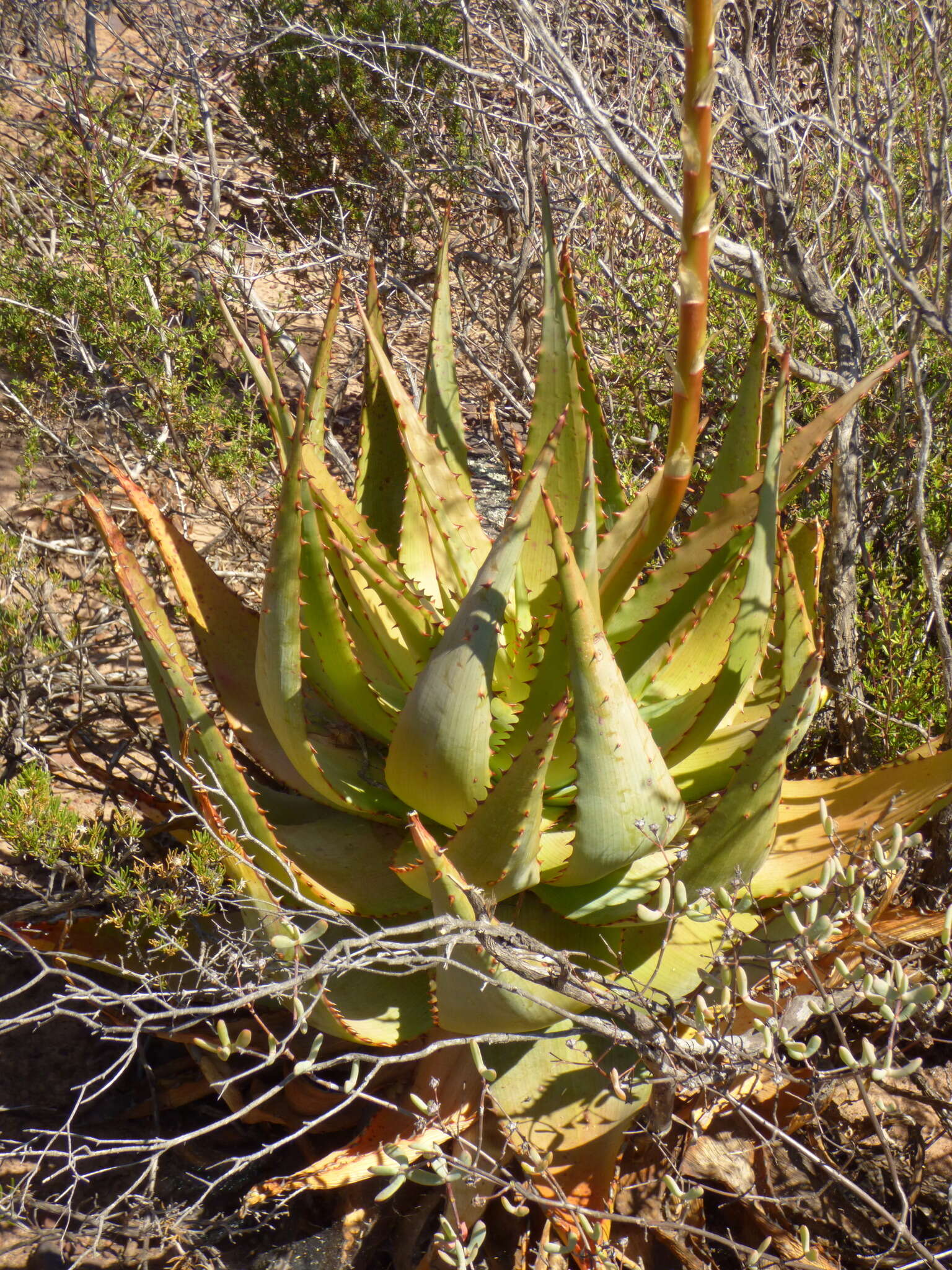 Plancia ëd Aloe glauca Mill.