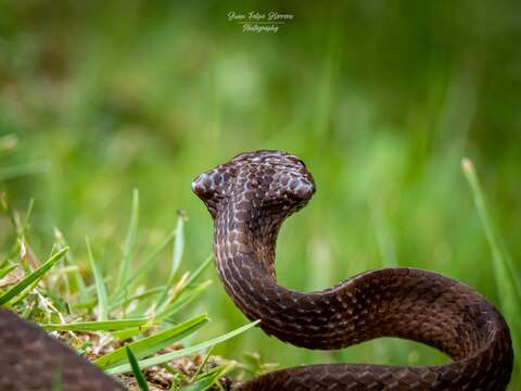 Image of Tropical Snail-eater