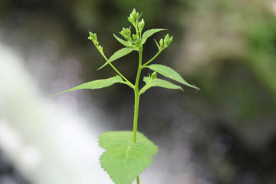 Image of Schreber's aster