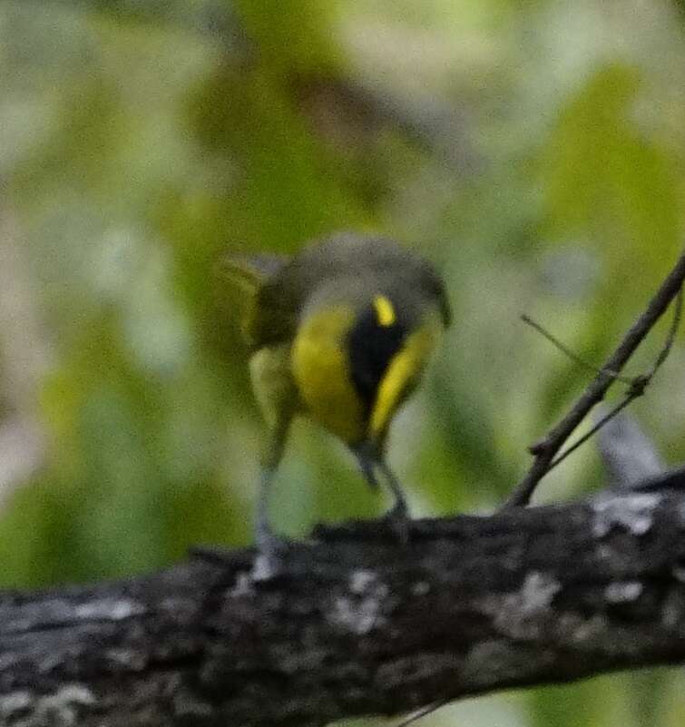 Image of Yellow-tufted Honeyeater