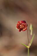 Calochortus pringlei B. L. Rob. resmi