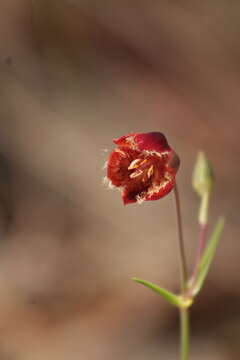 Image of Calochortus pringlei B. L. Rob.