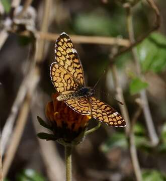 Image of Dymasia dymas imperialis Bauer 1959