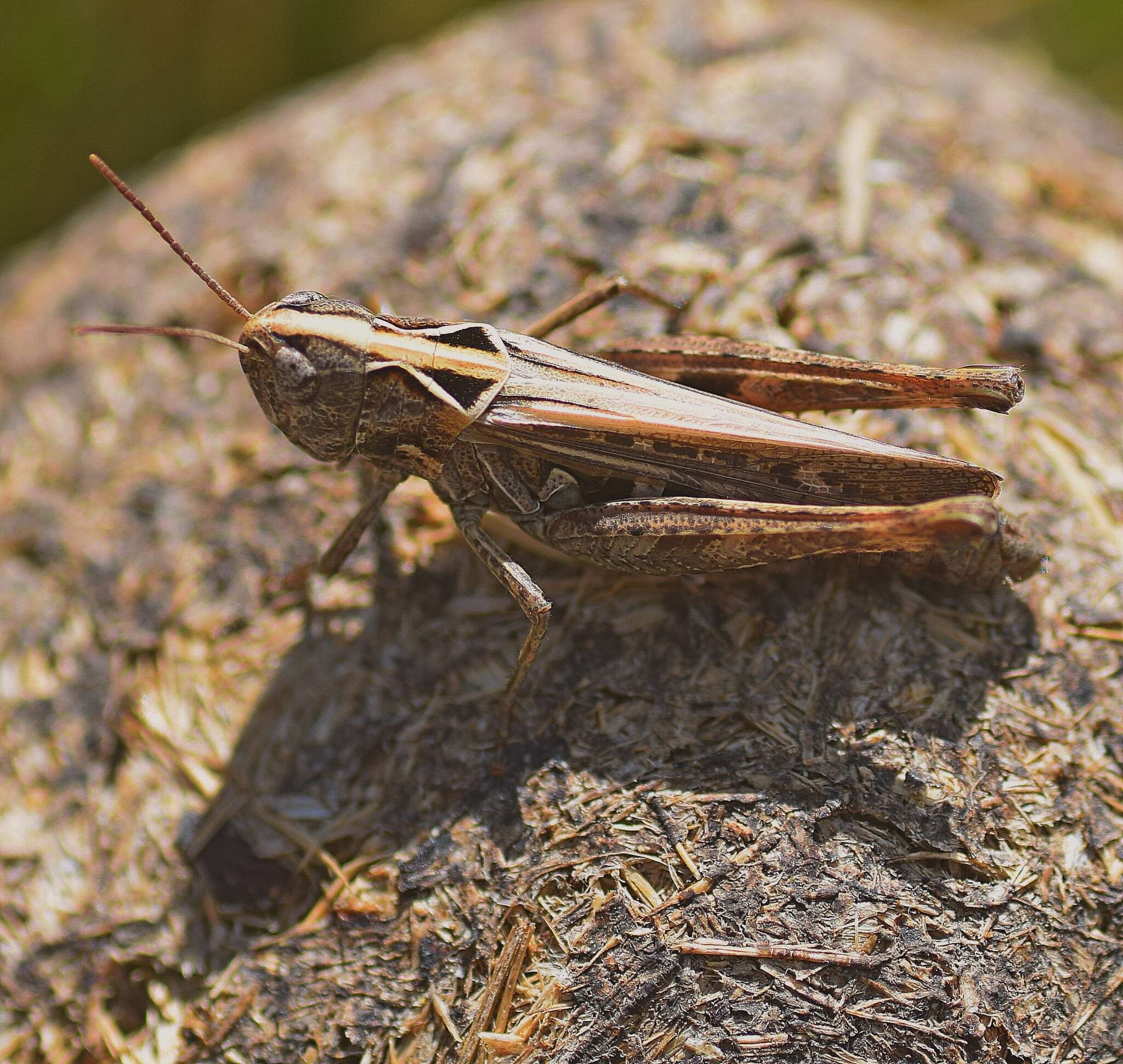 Image of Omocestus (Omocestus) petraeus (Brisout de Barneville 1856)