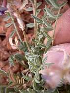 Image of rimrock milkvetch