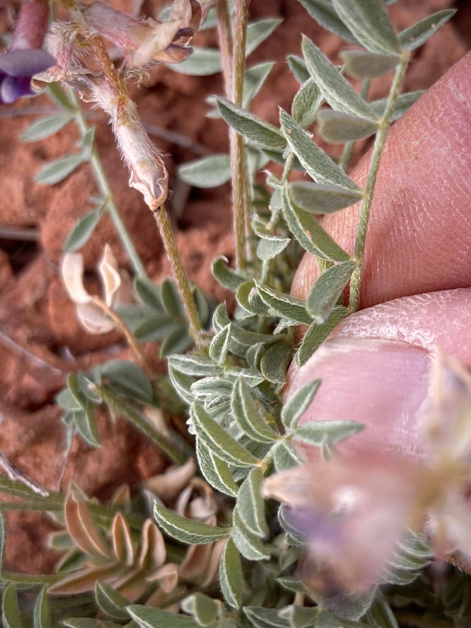 Image of rimrock milkvetch