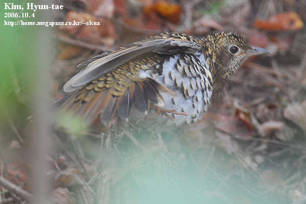 Image of White's Thrush