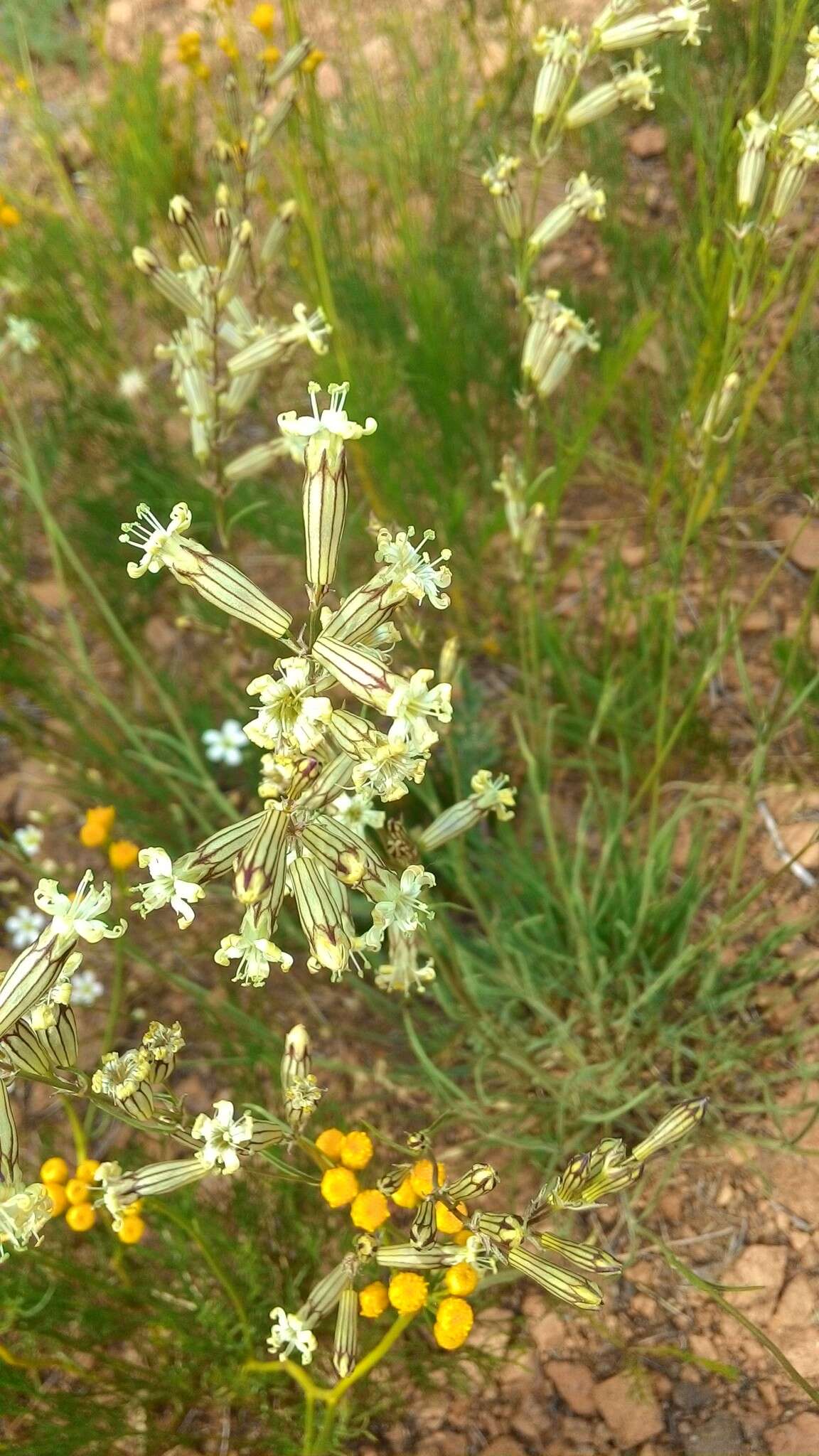 Image of <i>Silene jeniseensis</i>