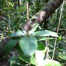 Image of Dracaena ovata Ker Gawl.