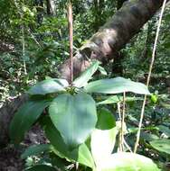 Image de Dracaena ovata Ker Gawl.