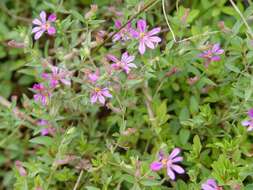 Image of Sticky Waxweed