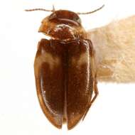 Слика од Neoclypeodytes cinctellus (Le Conte 1852)