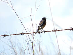 Image of Saxicola torquatus stonei Bowen 1931