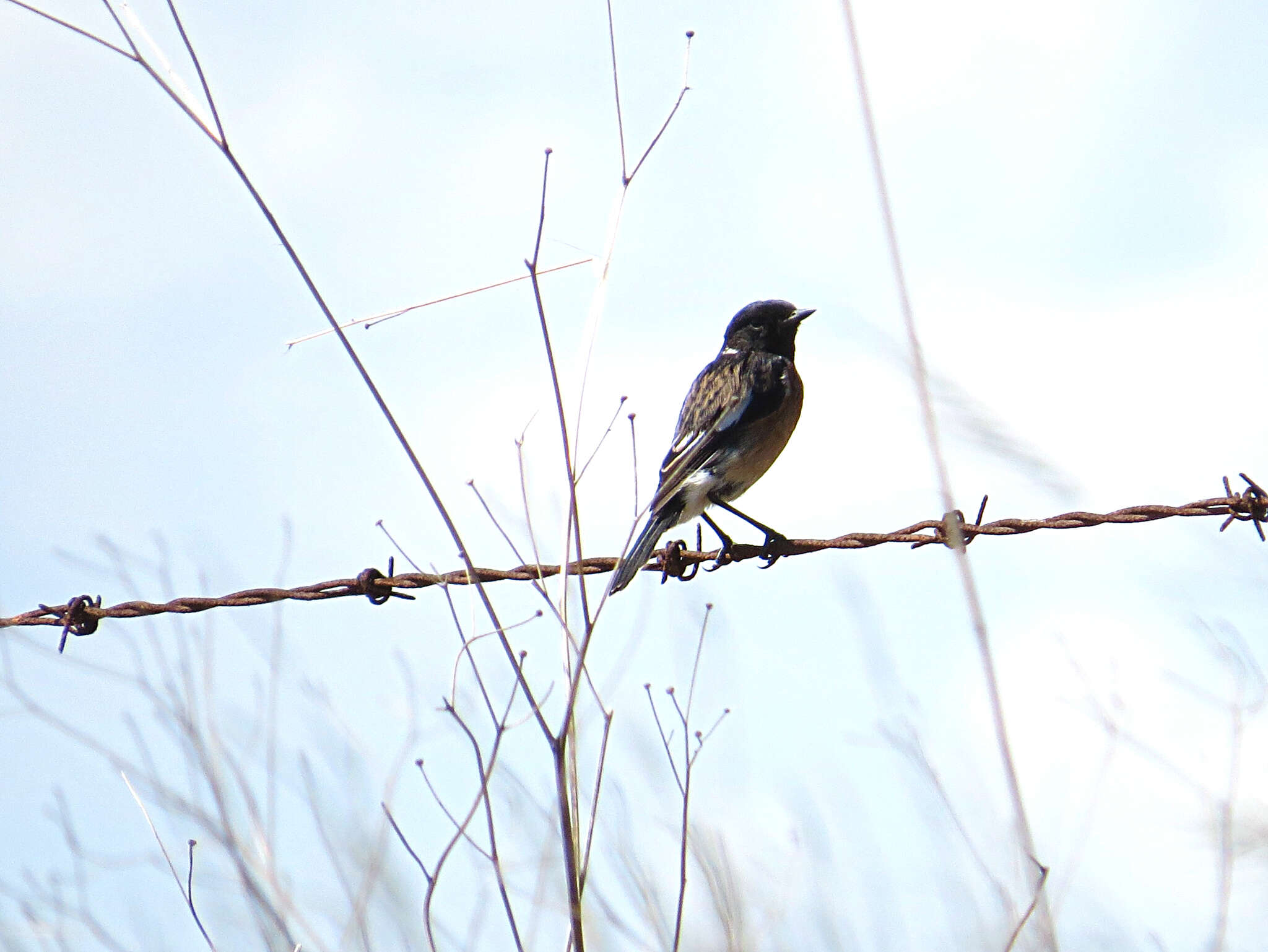 صورة Saxicola torquatus stonei Bowen 1931