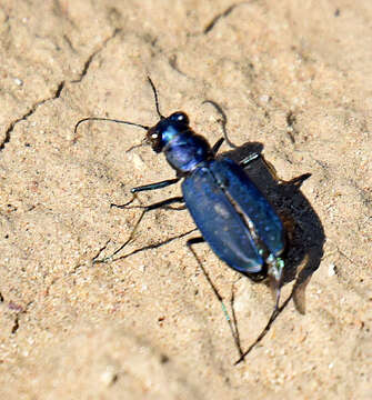 Image of Cicindela (Cicindelidia) nigrocoerulea nigrocoerulea Le Conte 1846