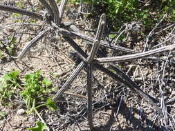 Peniocereus striatus (Brandegee) Buxb. resmi