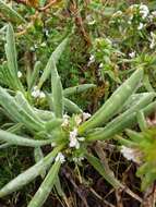 Image of Scaevola canescens Benth.