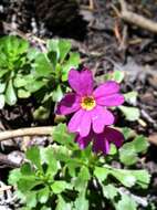 Слика од Primula suffrutescens A. Gray