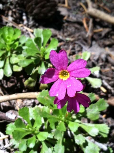 Plancia ëd Primula suffrutescens A. Gray