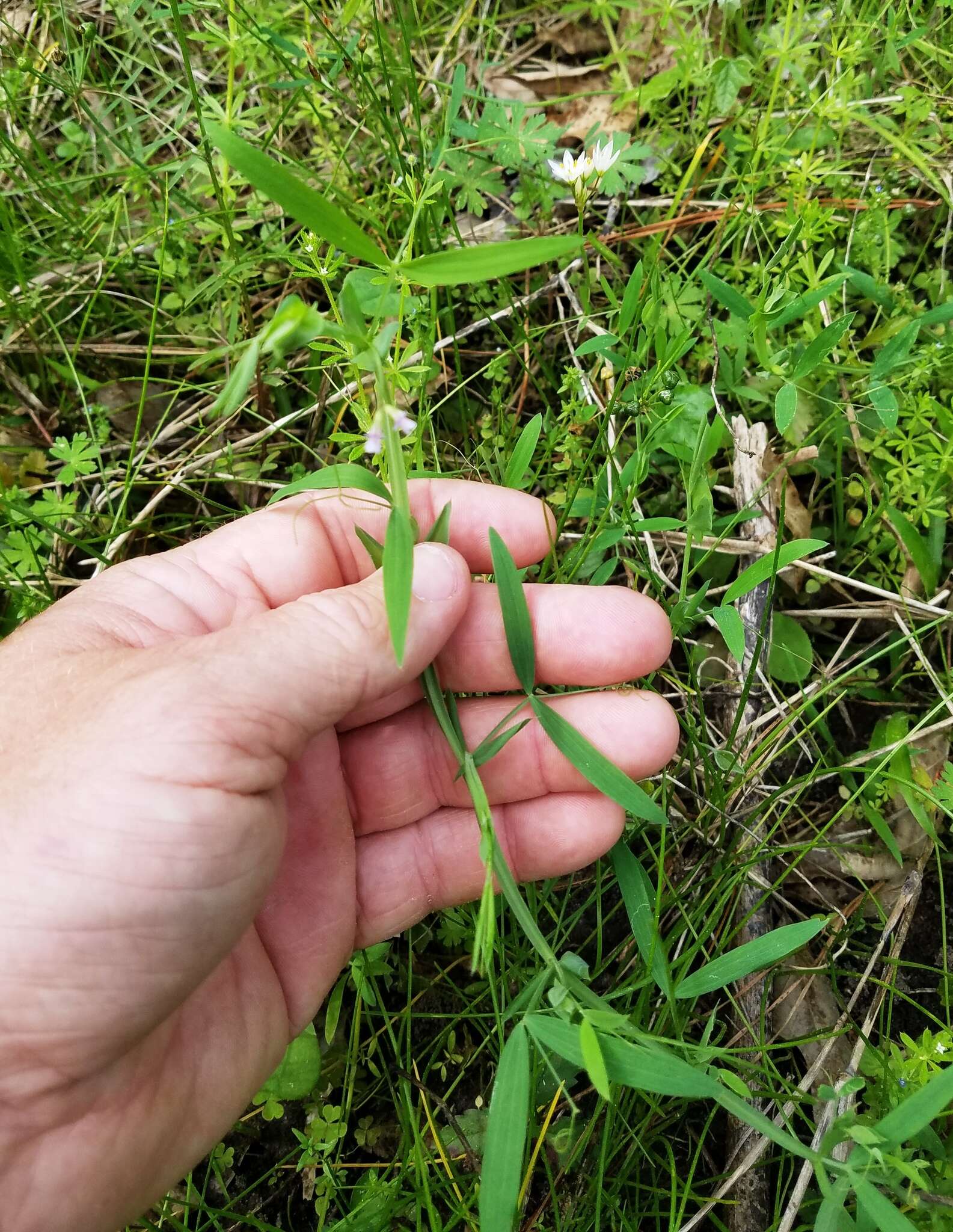 Lathyrus pusillus Elliott resmi