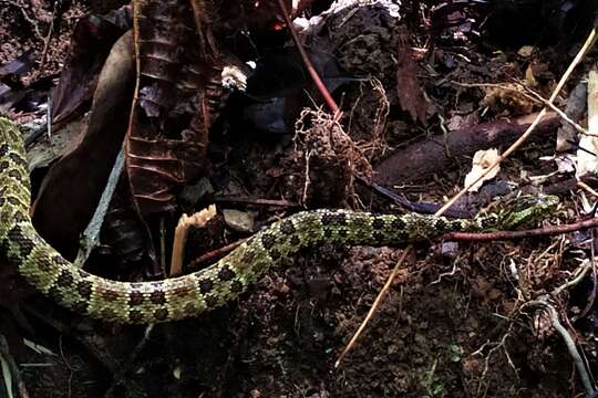 Imagem de Bothrops punctatus (Garcia 1896)